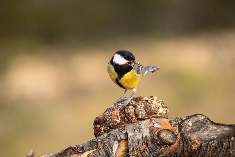 Photograph by Herraiz Jorge