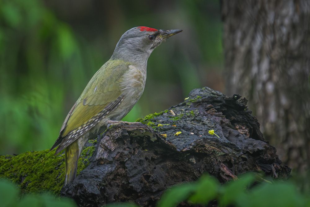 Photograph by Вячеслав Ладанов