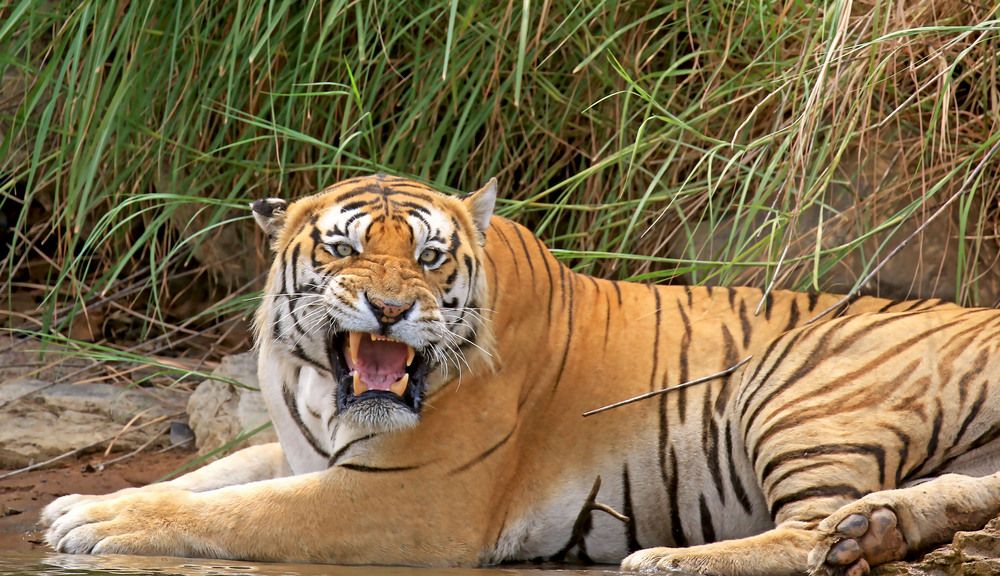 Photograph by Nirmalya Chakraborty