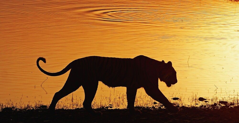 Photograph by Nirmalya Chakraborty