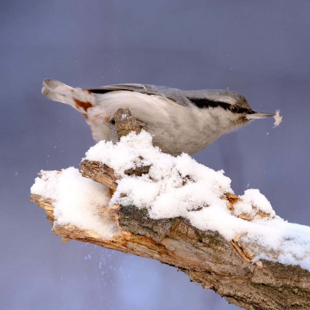 Photograph by Константин Белоногов