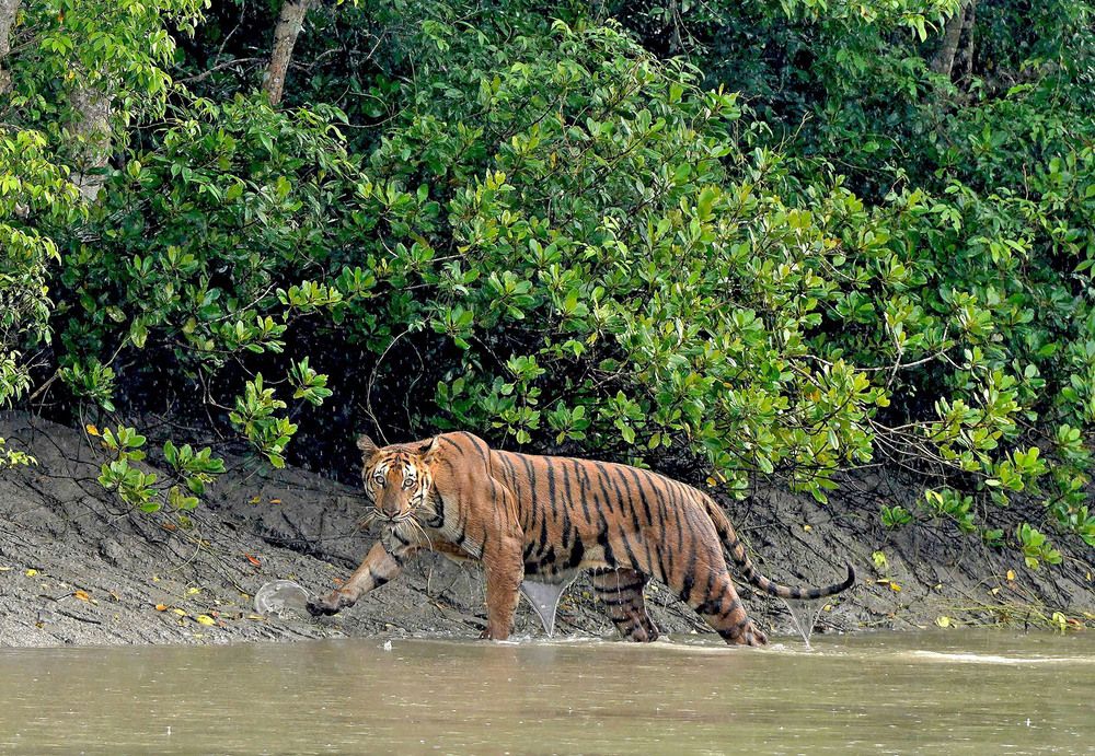 Photograph by Nirmalya Chakraborty