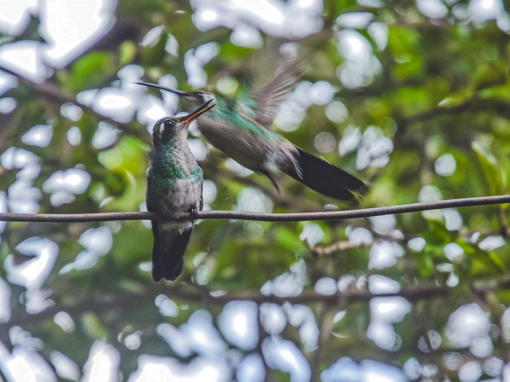 Фотография автора Massiel Viguera