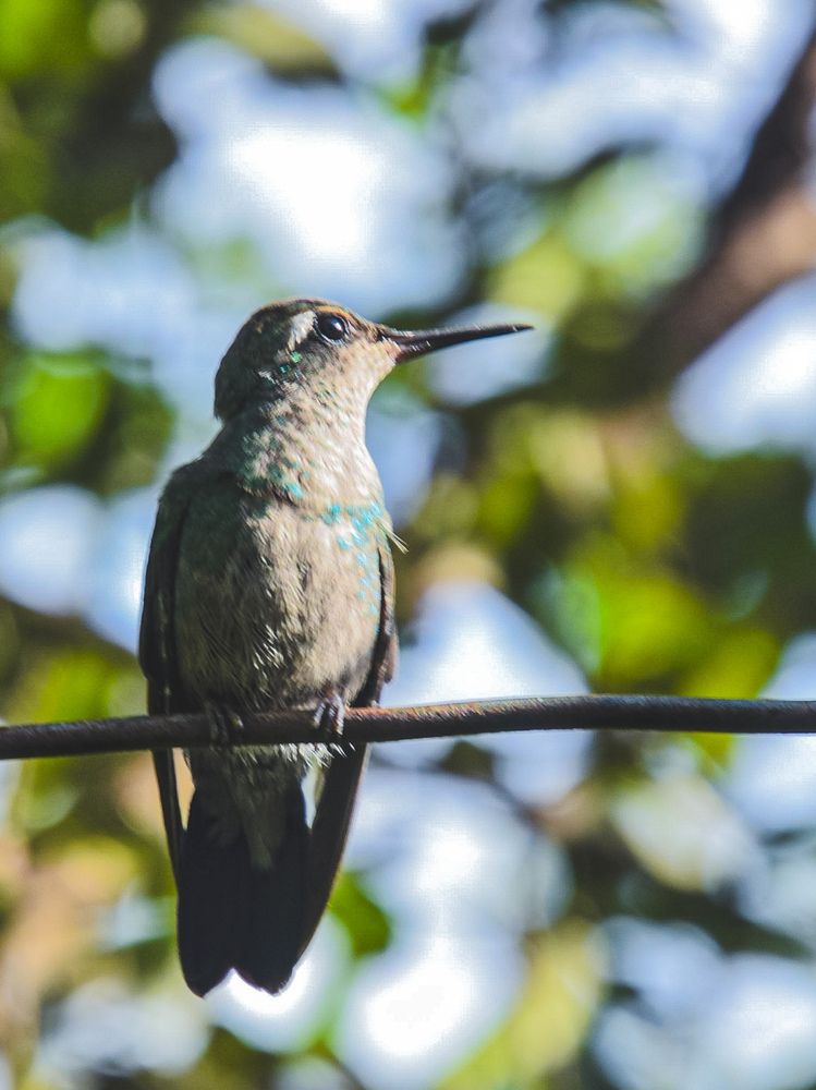Фотография автора Massiel Viguera