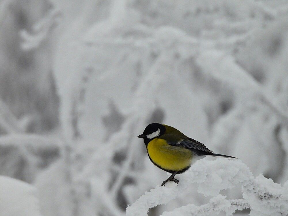 Photograph by Чкареули Светлана