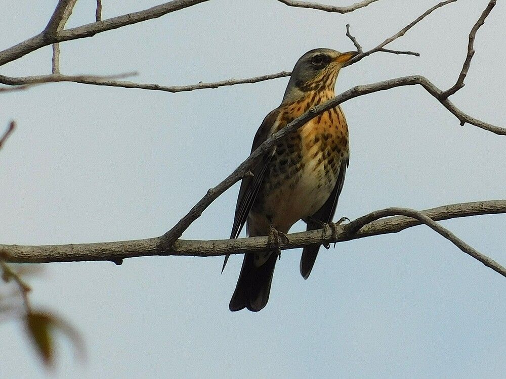 Photograph by Чкареули Светлана