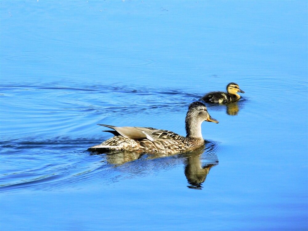 Photograph by Чкареули Светлана