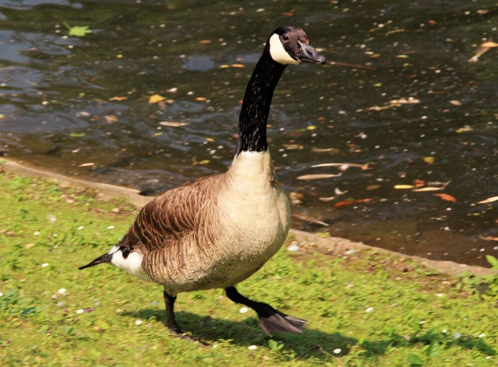 Photograph by Людмила Бутова