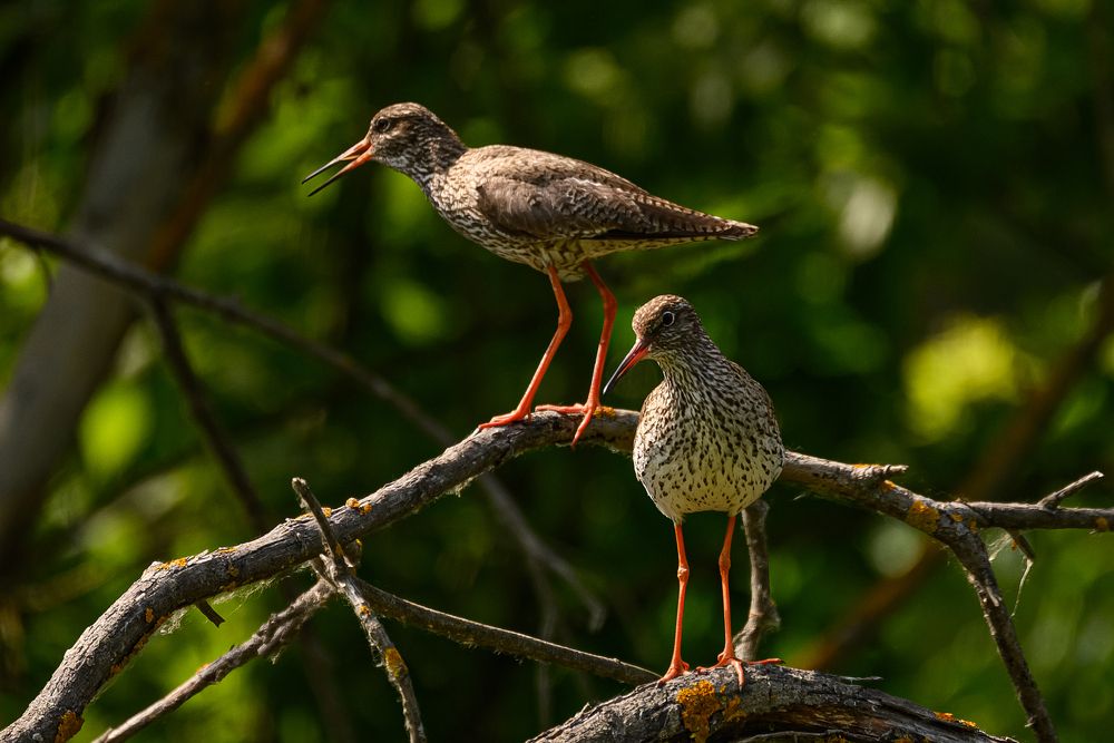 Photograph by Клейменов Алексей