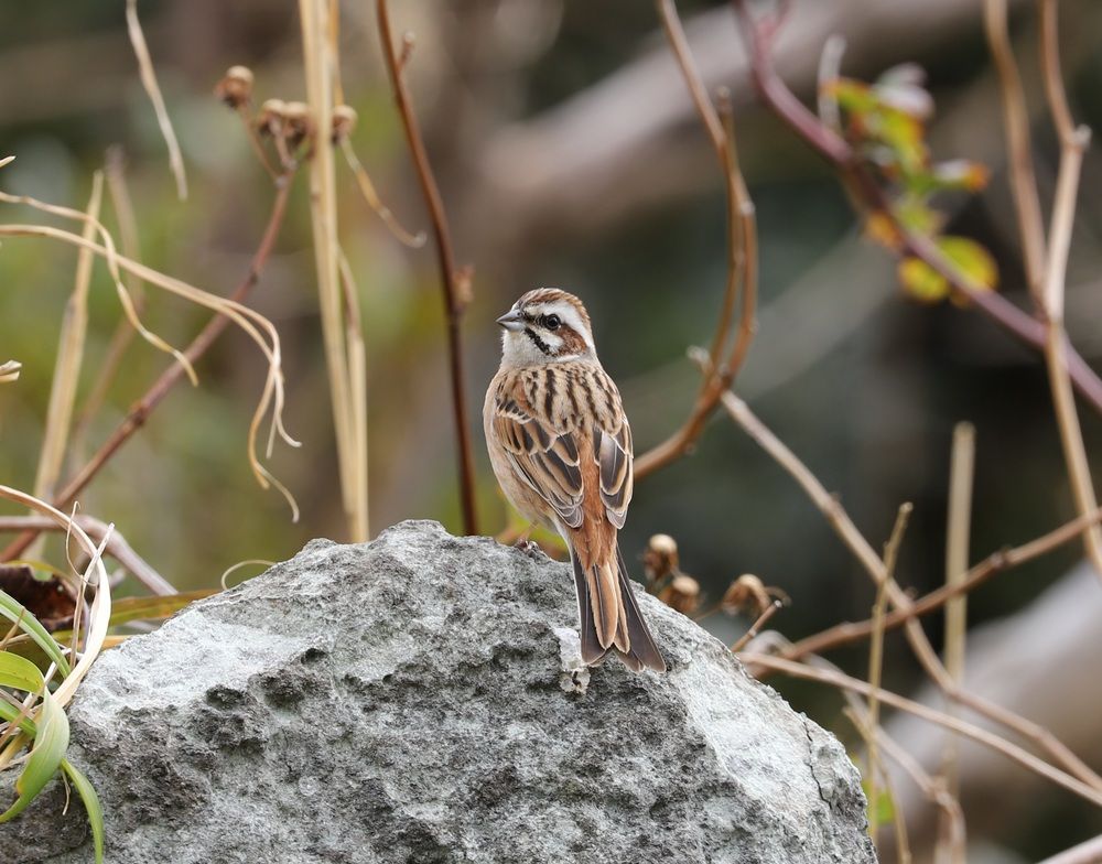 Photograph by Se Lena