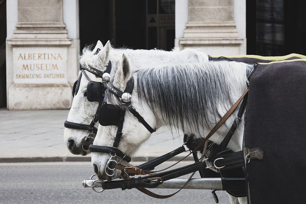 Фотография автора Halina Paspelava