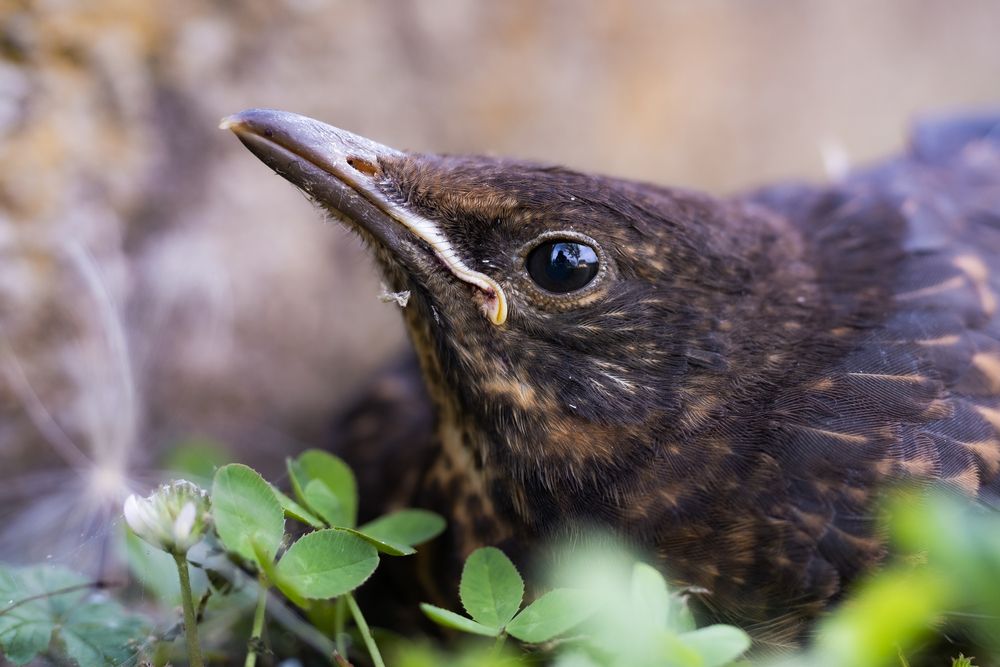 Photograph by Veronika Biró