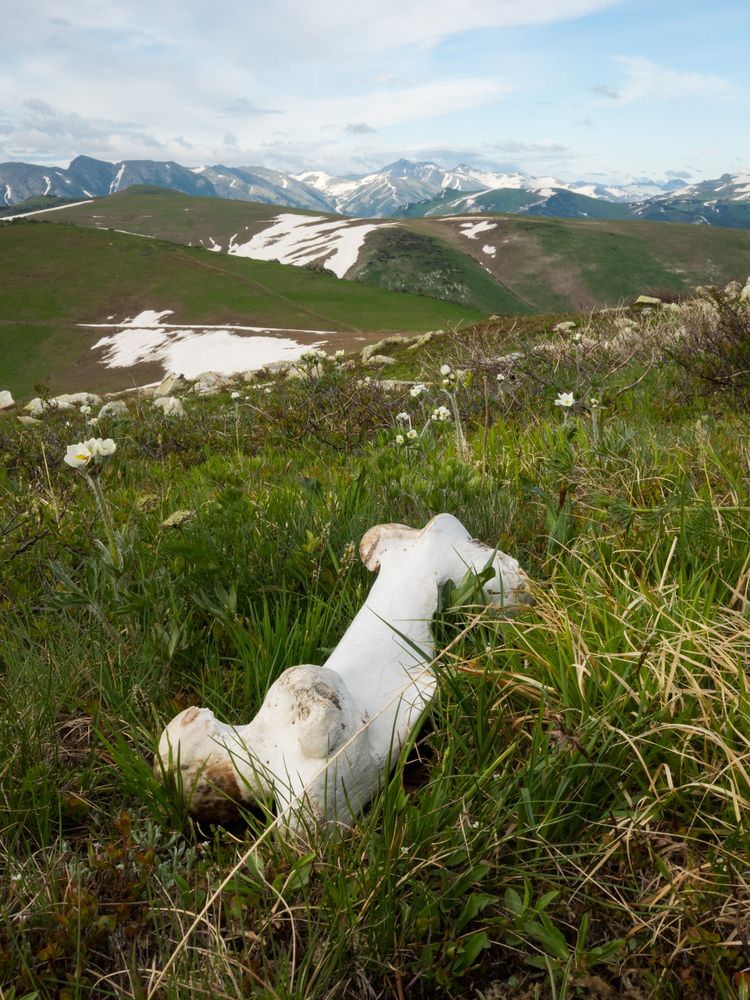 Lonely bone