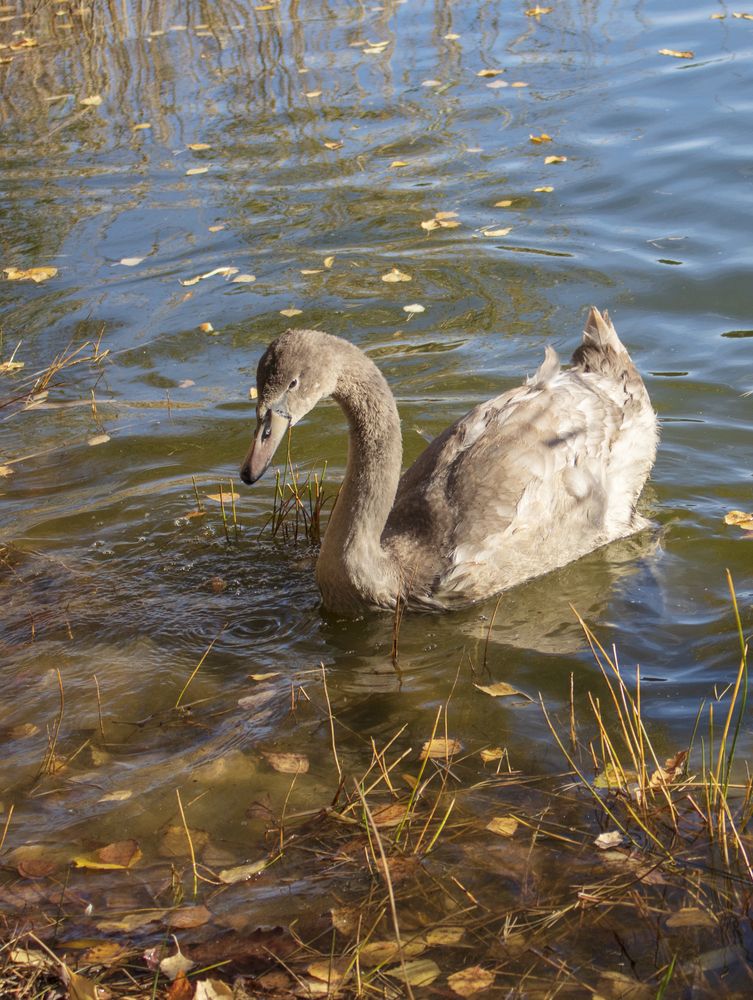 Фотография автора Lija Mežecka