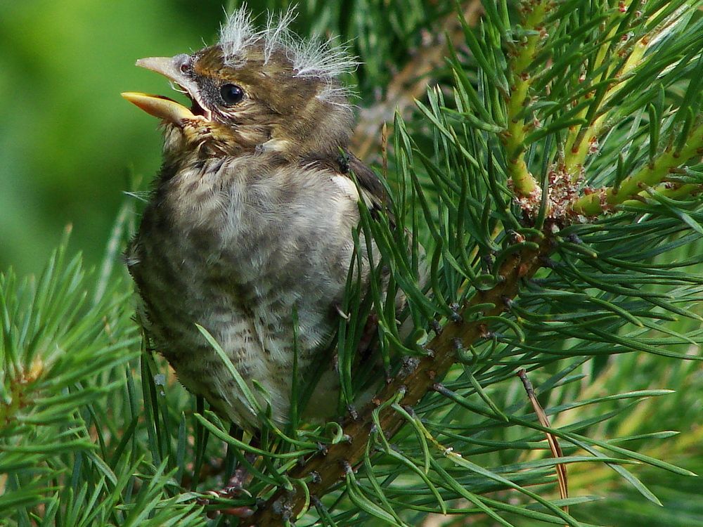 Photograph by Владимир Кирсанов