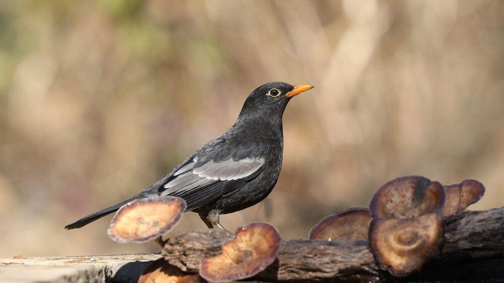 Photograph by VIVEK JOSHI