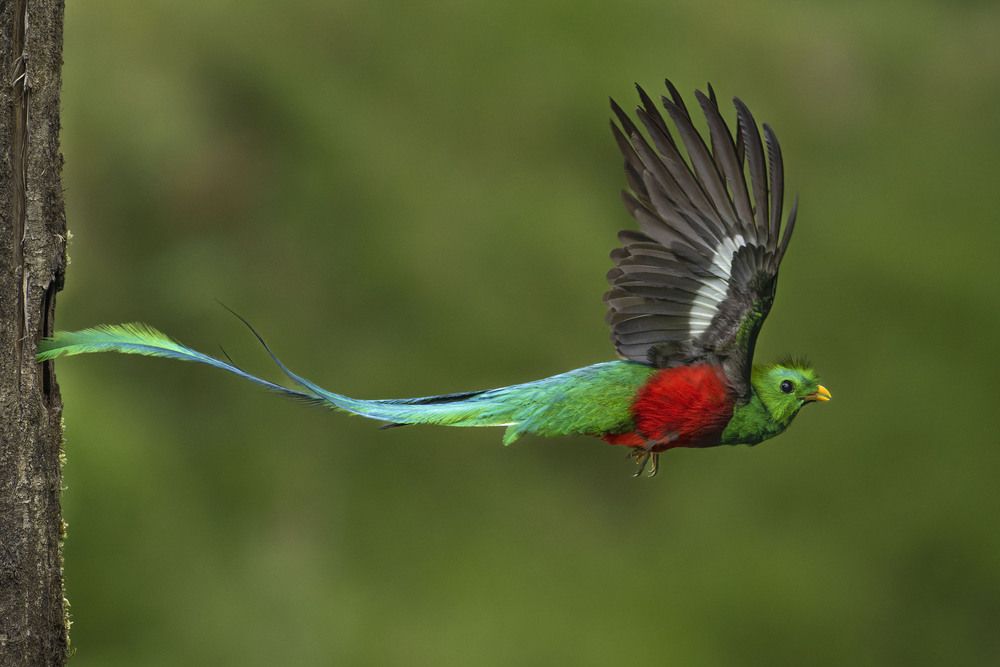 Flight of the Forest Jewel