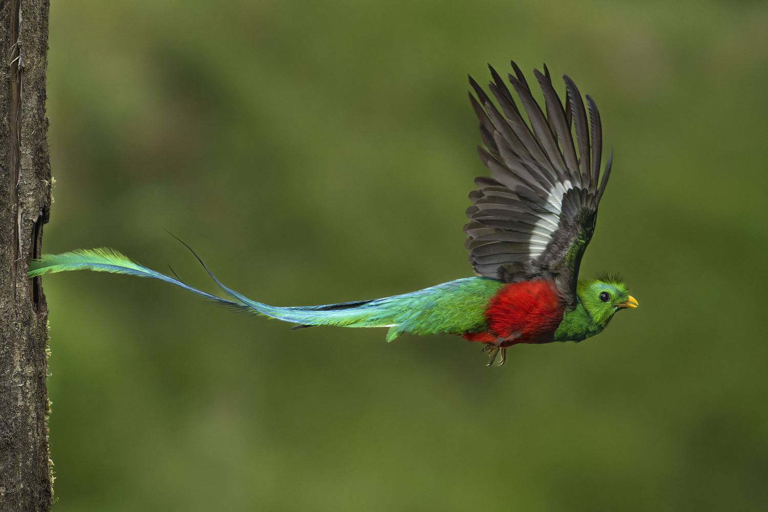 Flight of the Forest Jewel