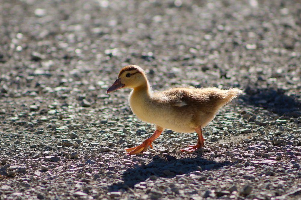 Фотография автора Иван Безрядин