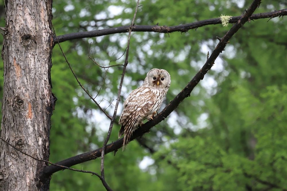 Фотография автора Екатерина Ненахова