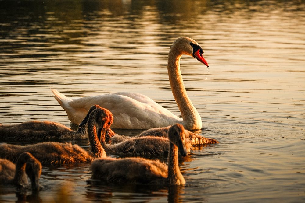 Photograph by Veronika Biró