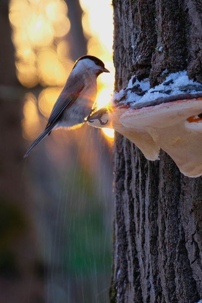 Синичка в лучах закатного солнца
