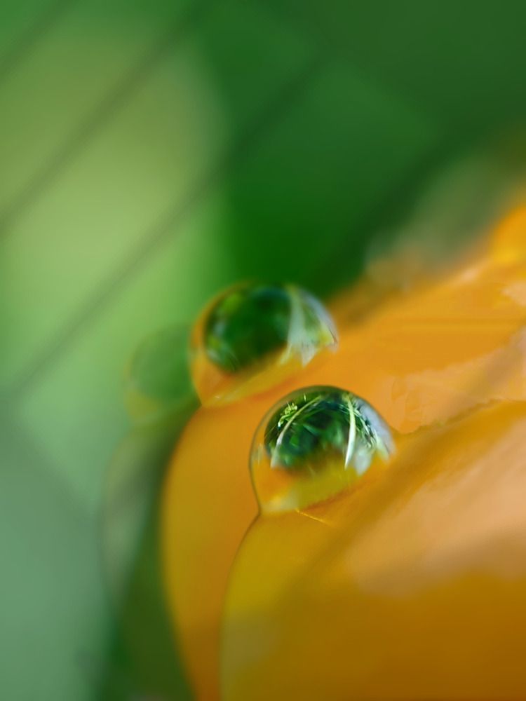 Фотография автора Алёна Пшеленская