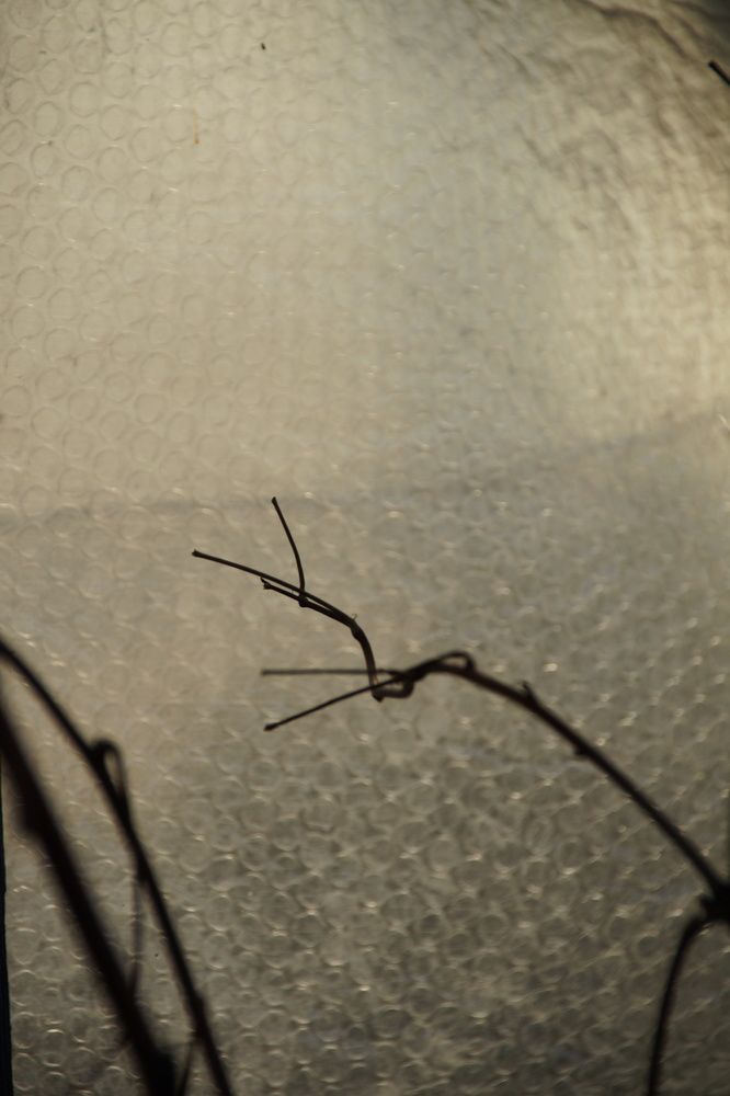 Фотография автора Светлана Болтовская