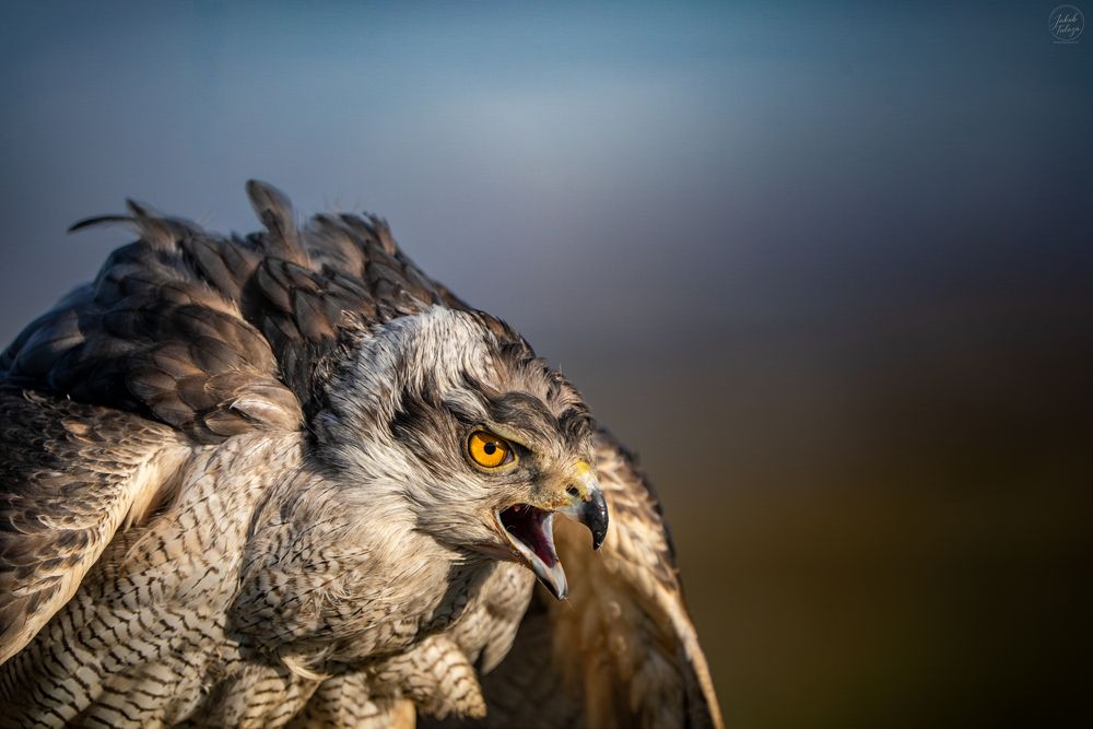 Photograph by Jakub Tulaza