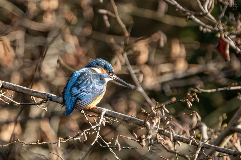 Photograph by Jakub Tulaza