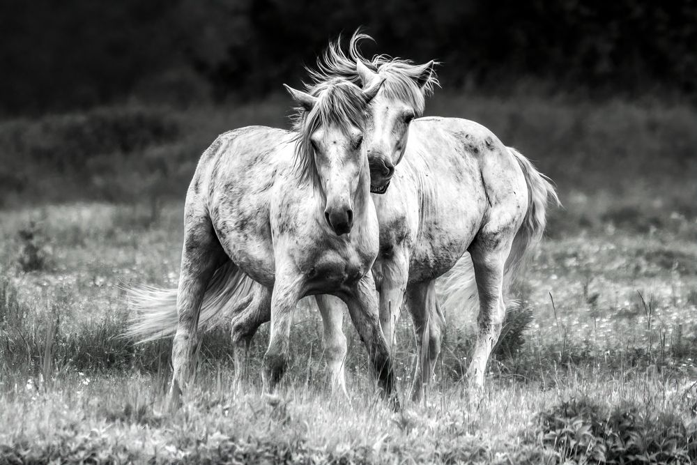 Photograph by Sara Jazbar