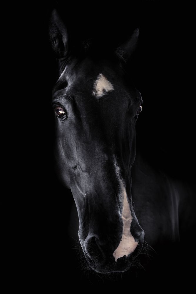 Фотография автора Sara Jazbar