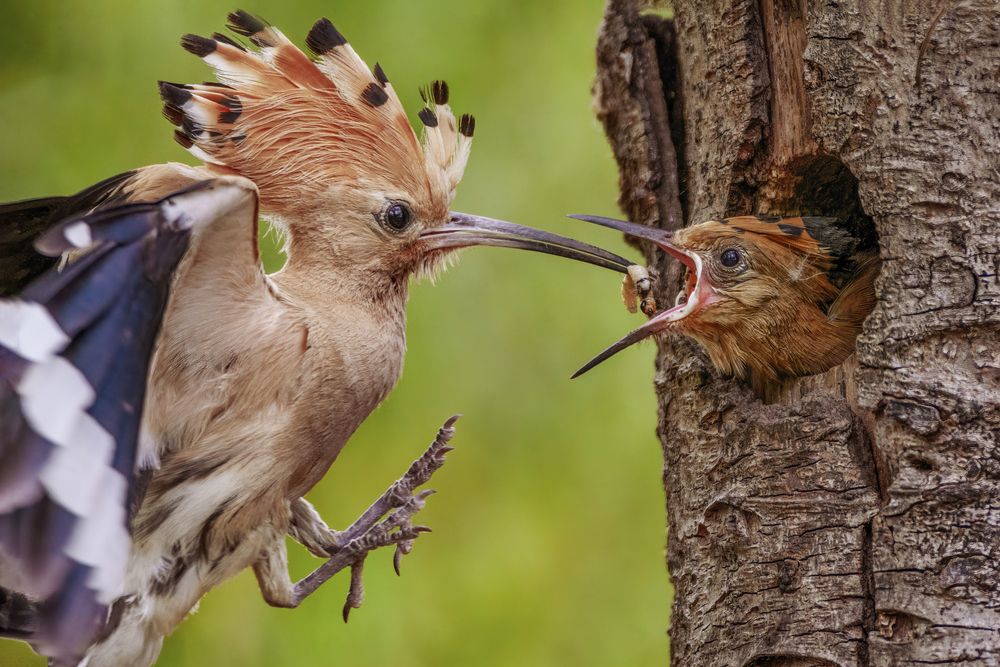 Photograph by Sara Jazbar