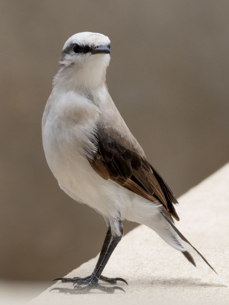 Photograph by Silvio José