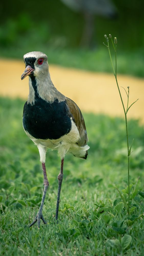 Photograph by Silvio José