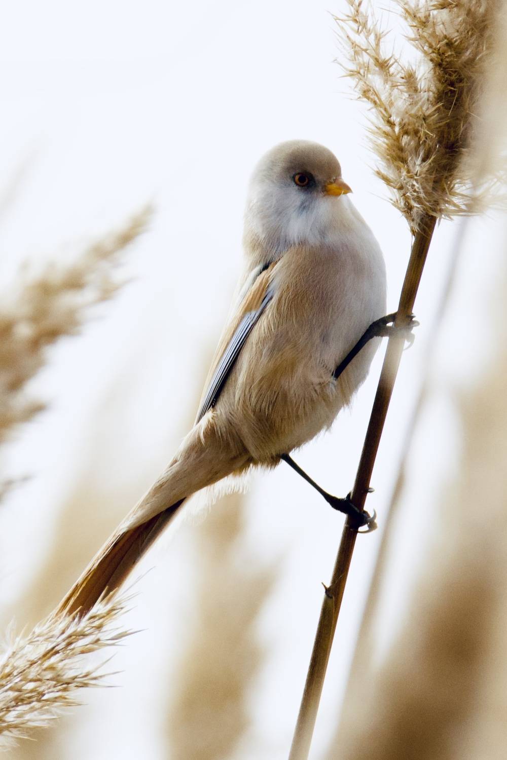 Фотография #13099784