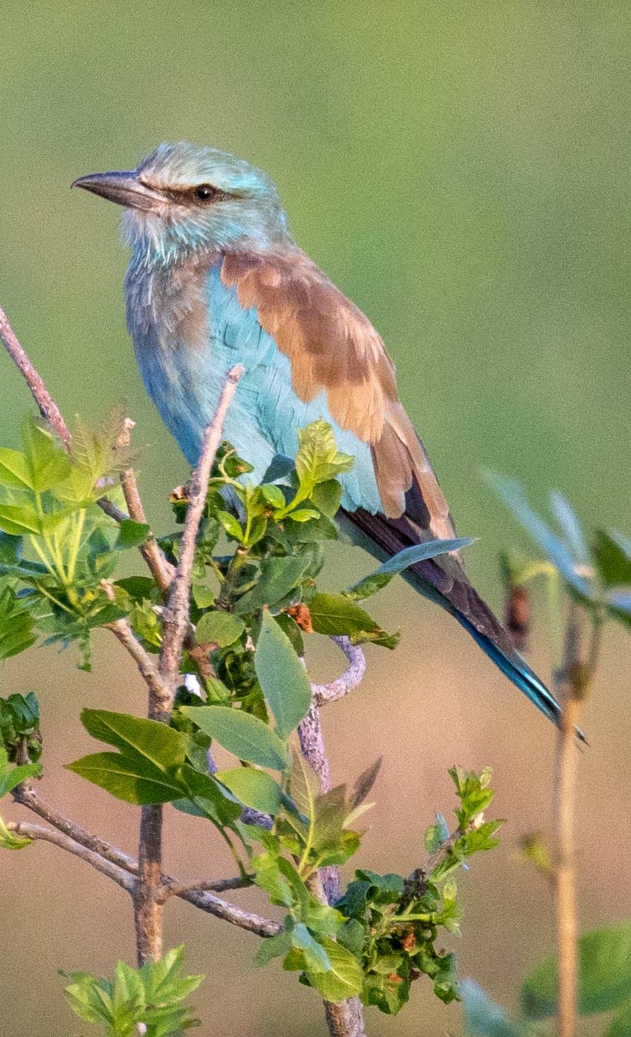 Фотография #13099791