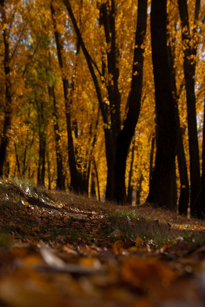 Photograph by Елена Бодак