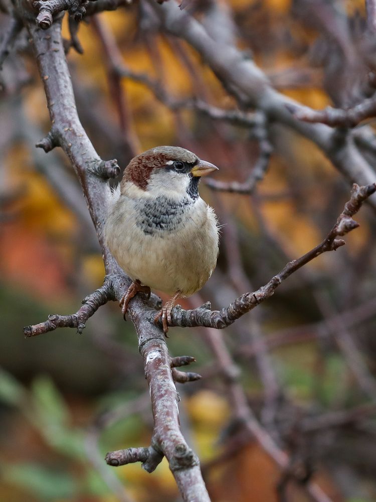 Photograph by Ирина Корабельникова