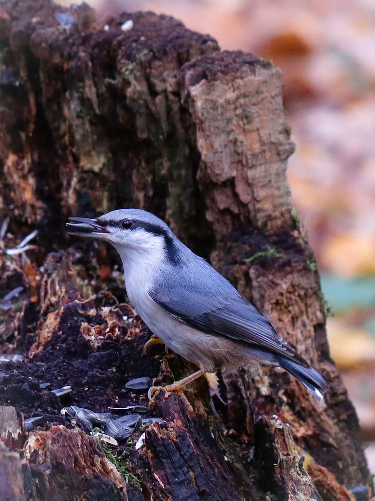 Photograph by Ирина Корабельникова