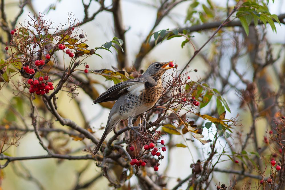 Photo #13099827