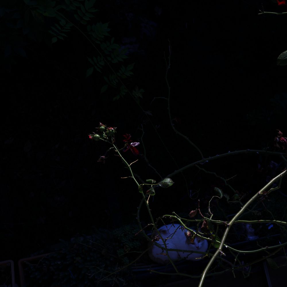 Photo #13099872