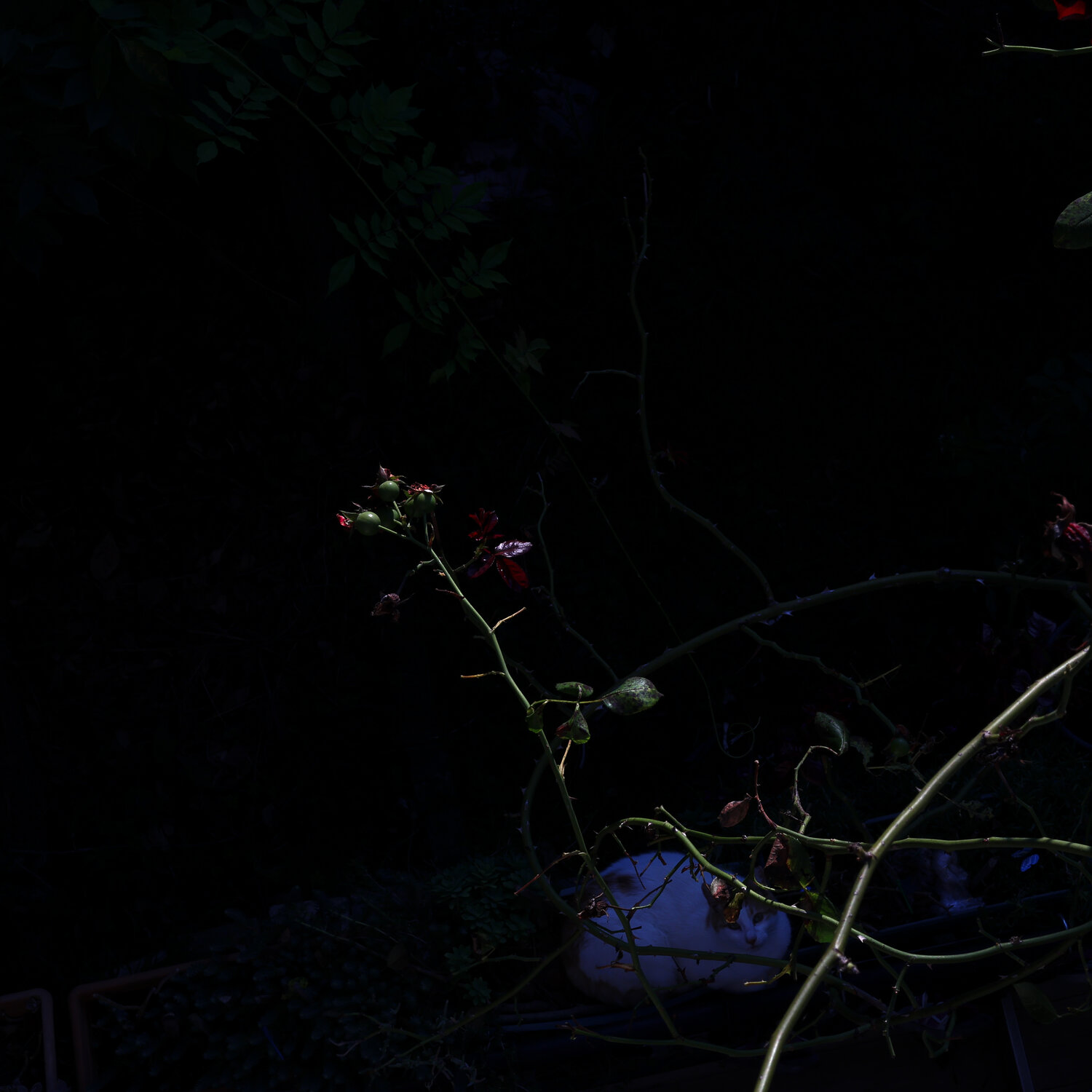 Photo #13099872