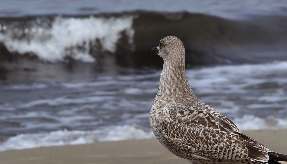 Photograph by Алексей Парамонов