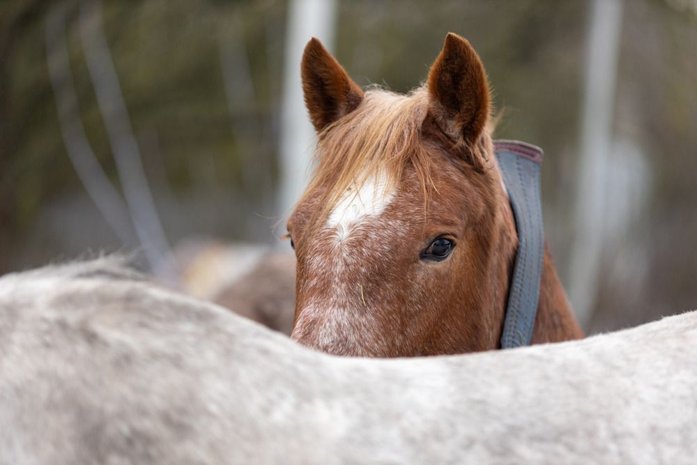 Photograph by Виталий Хромычев