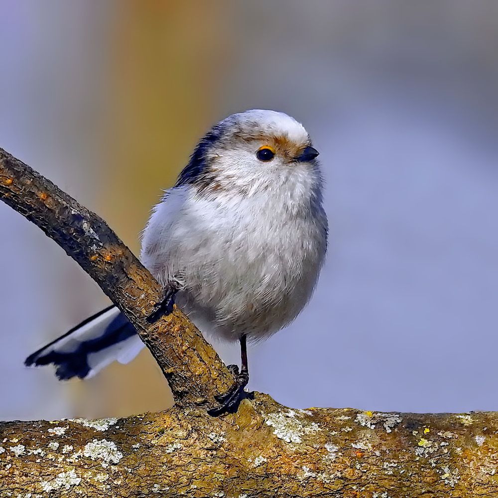 Photograph by Игорь Чеботарёв