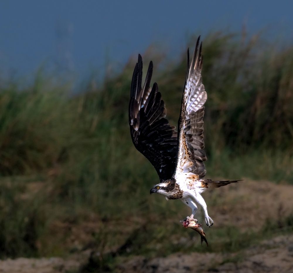 Фотография автора Tanmoy Mitra