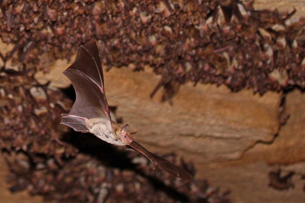 Колония остроухих ночниц