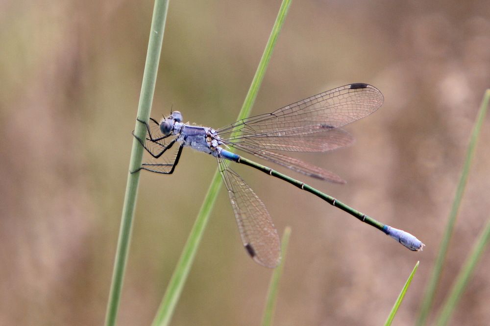 Лютка крупноглазковая