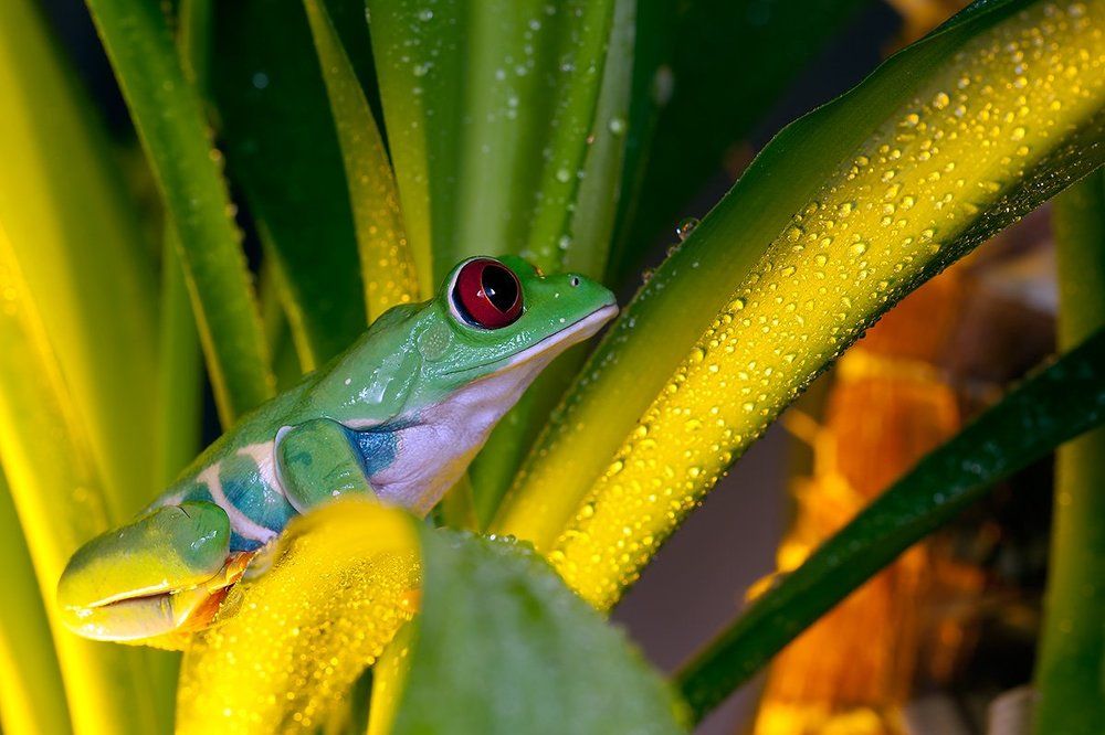 Красноглазая квакша